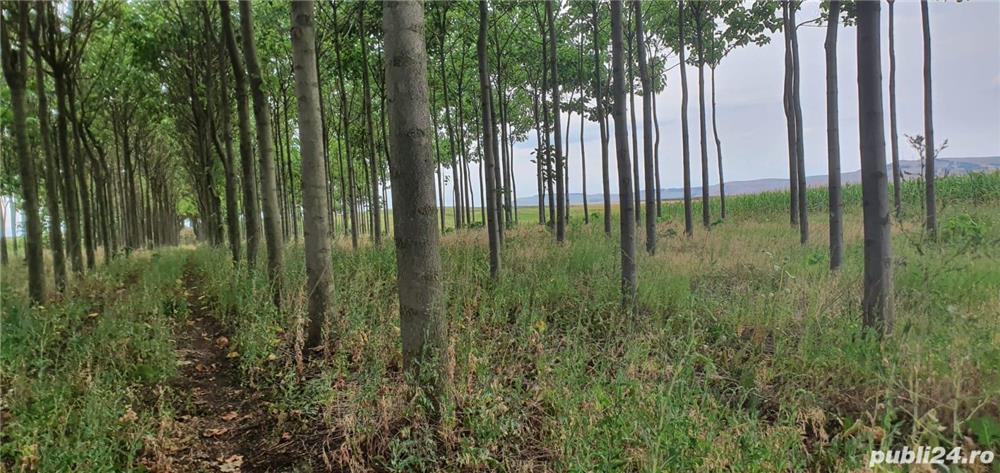 Vand plantatie de Paulownia in suprafata de 2,14 ha(teren intabulat)