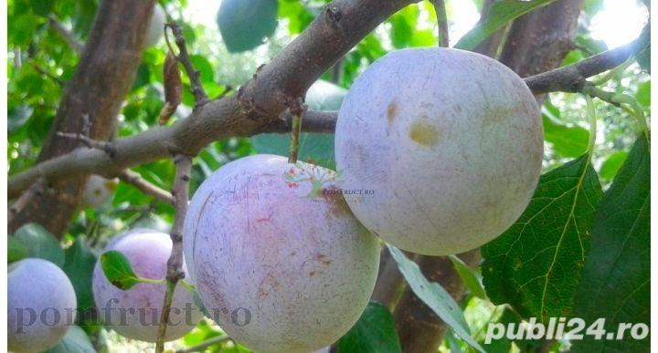 Din prune Rainglot (renglote)