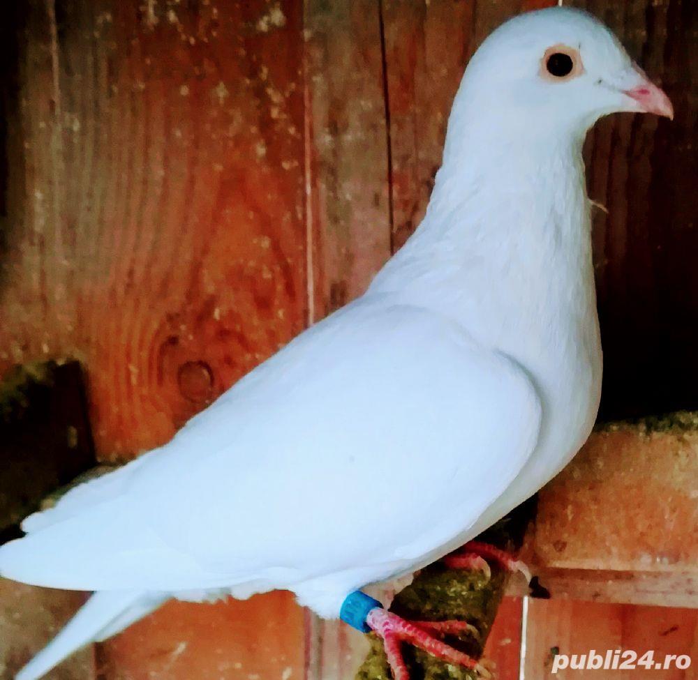 Porumbei de Curse Linie Arden