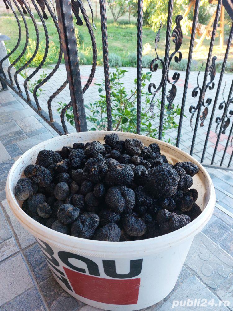 trufe proaspete fresh parfumate 