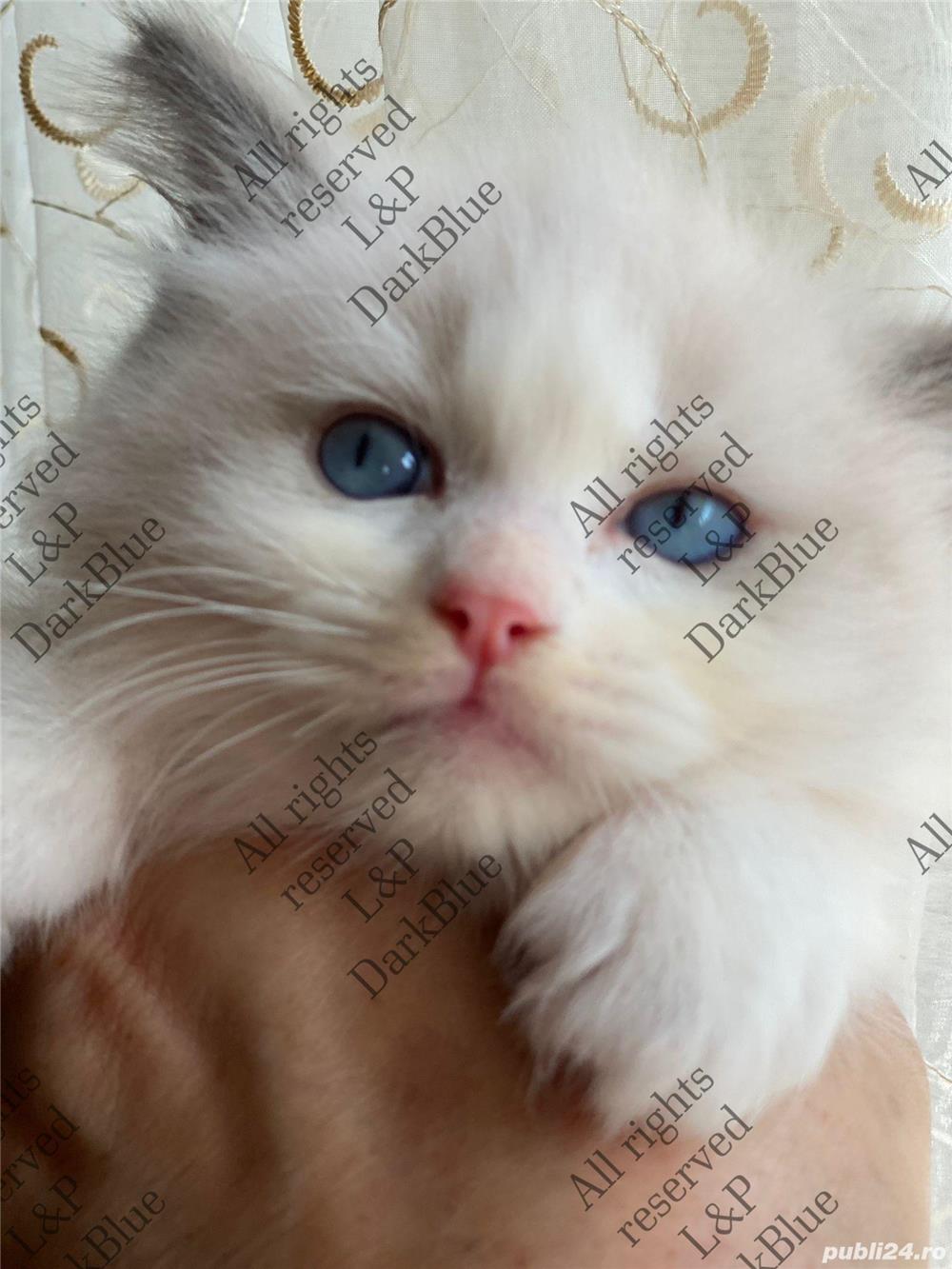 RAGDOLL pisici rasă pură cu acte de origine 