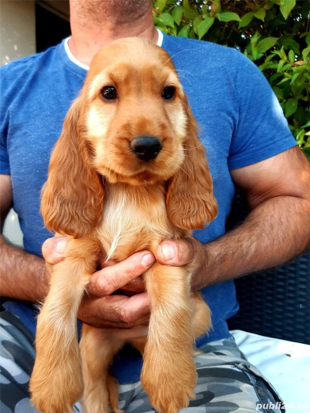 Pui de cocker coker spaniol spaniel