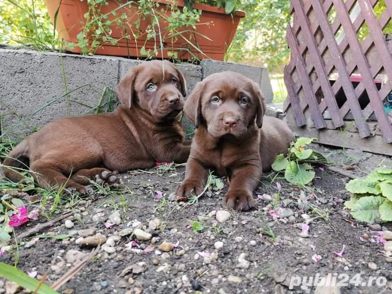 Pui labrador retriever-labrador retriver ciocolatiu