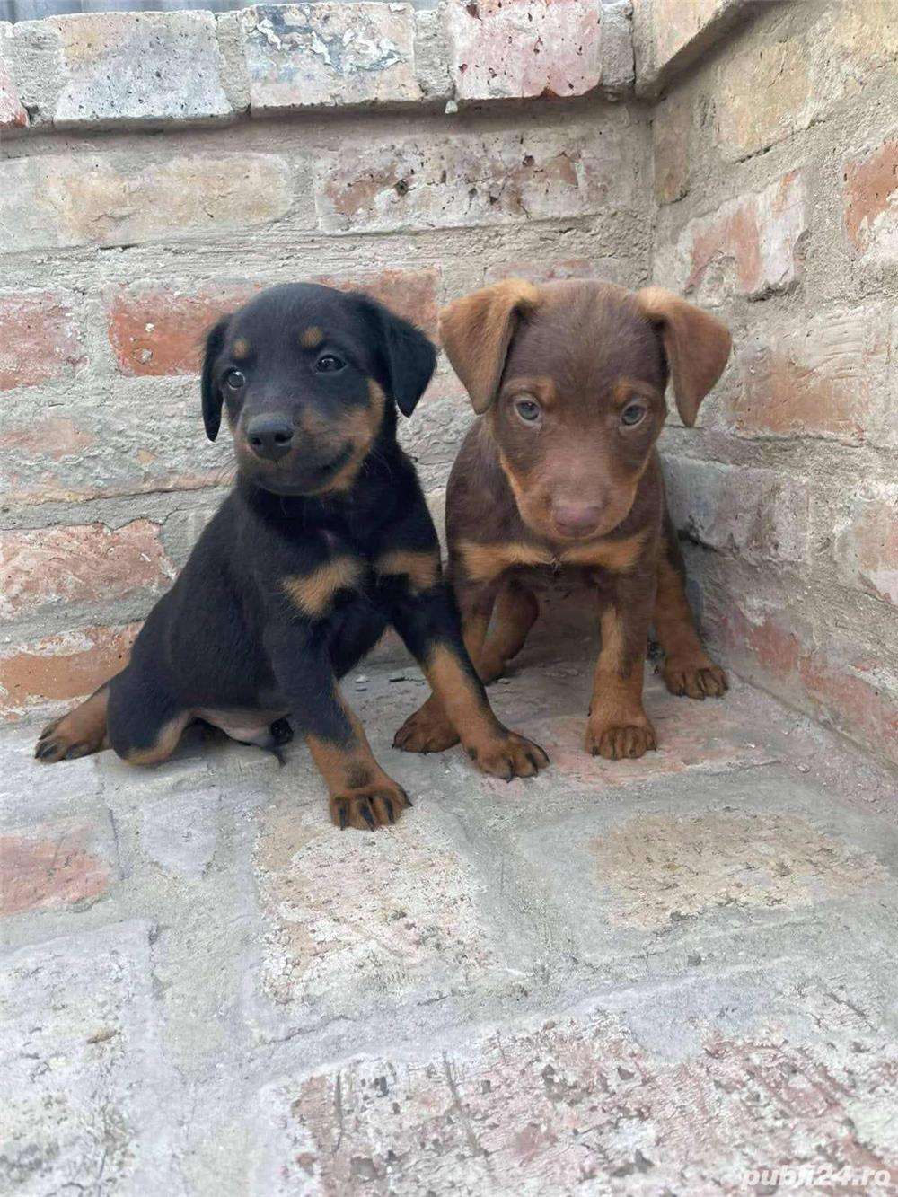 Vand jagd terrier/jagdterrier!!