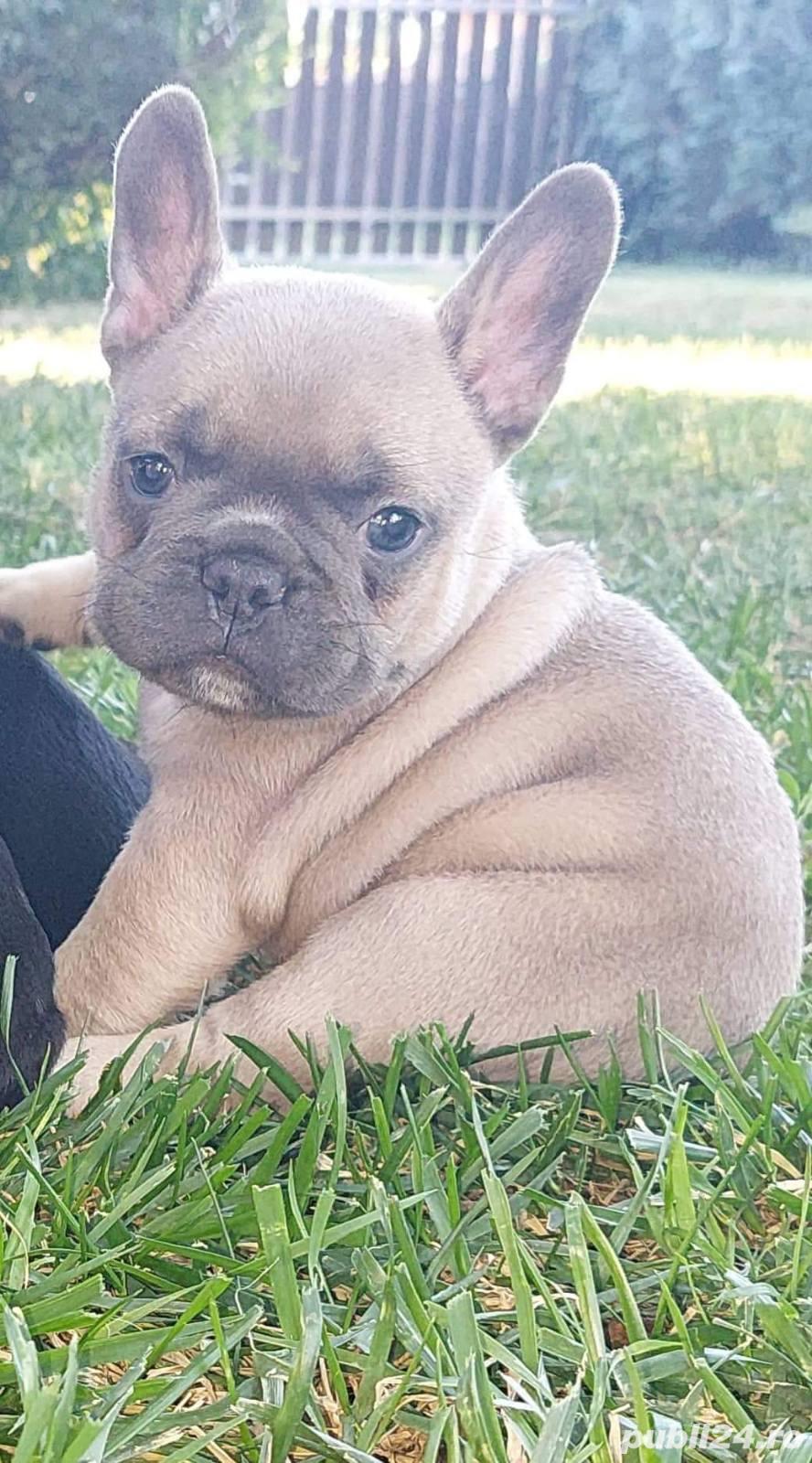 Pui bulldog/buldog francez blue fawn