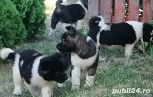 Akita american  Akita american