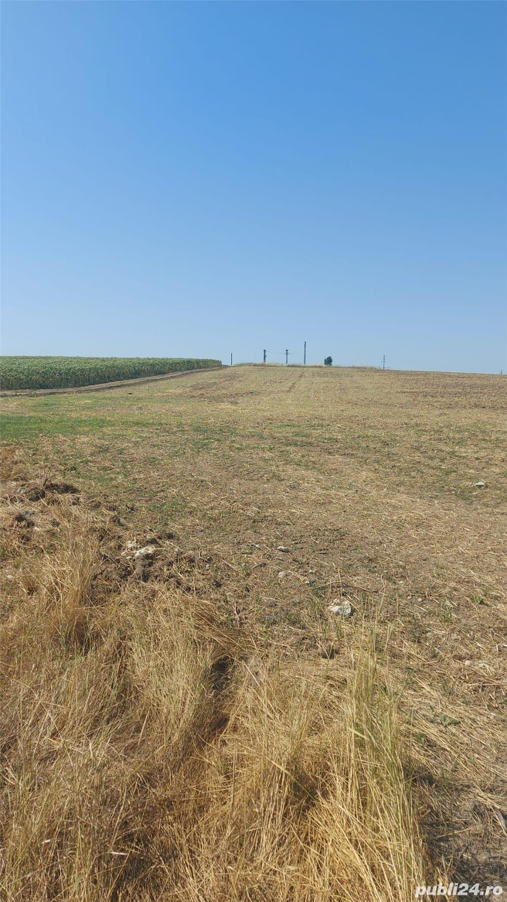 Vanzare teren cernica - balaceanca 5000 mp