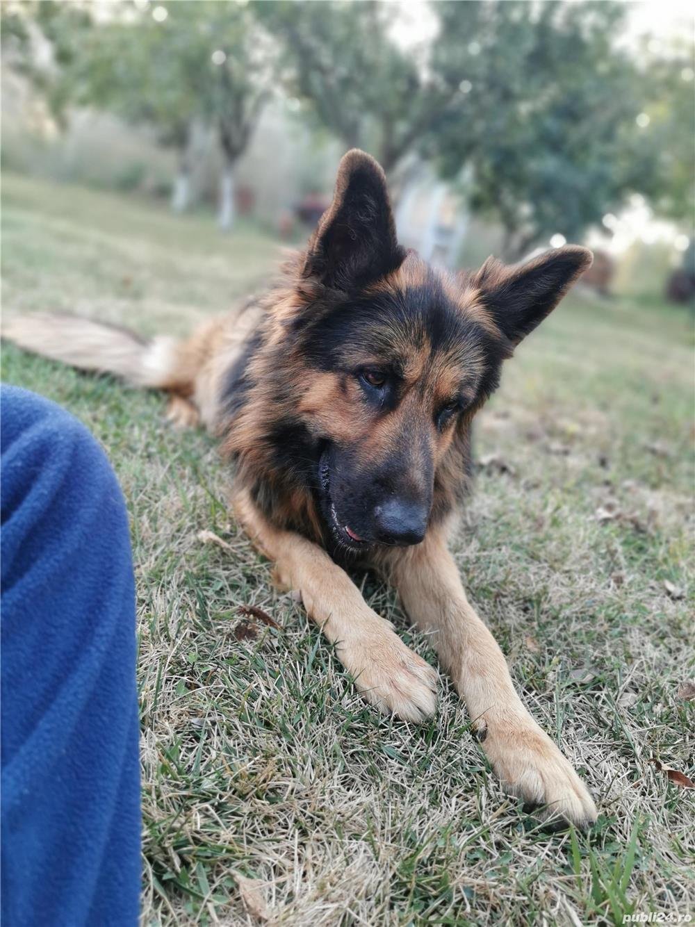 Monta ciobănesc german Monta ciobănesc german