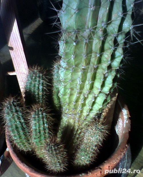 pui de cactus care înfloreşte (2 buc.)