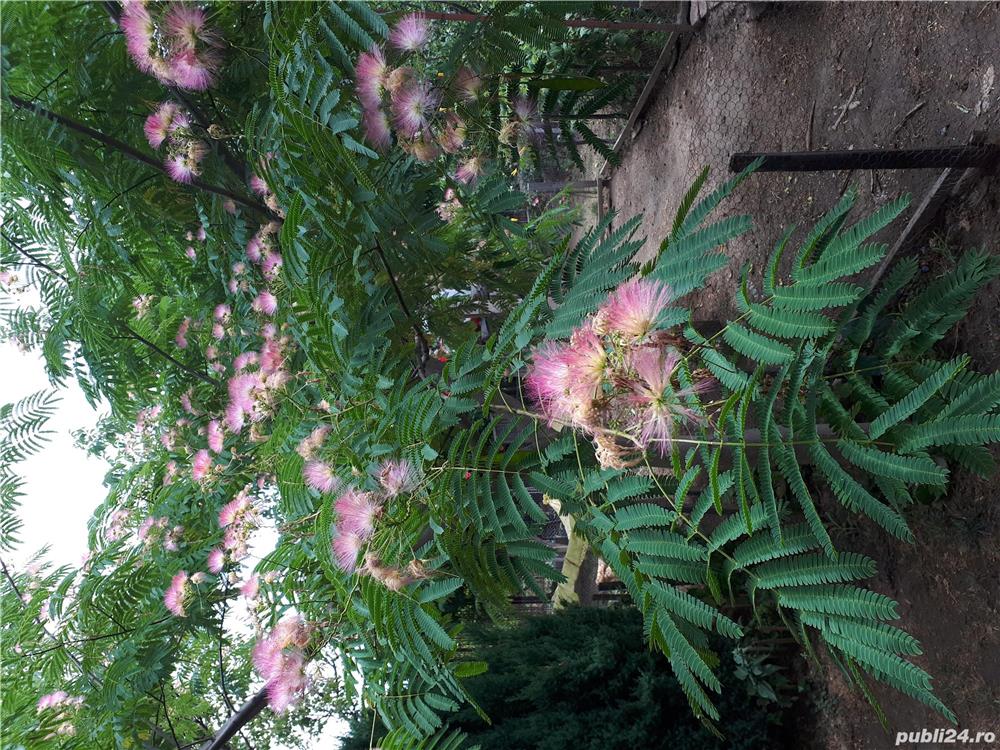 Arbore de mătase ( salcâm)