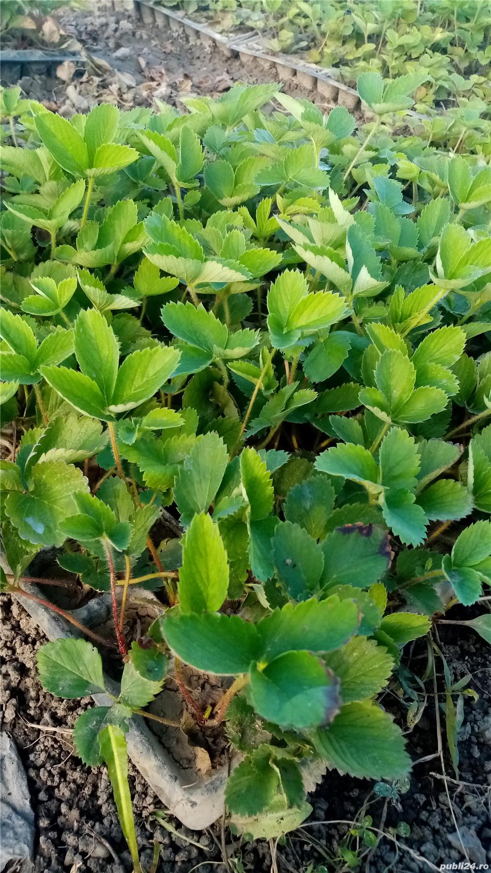 Vand stoloni capsuni diverse soiuri