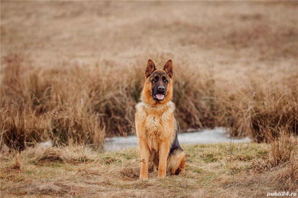 Dresaj canin profesional, pentru orice rasa de căței, deplasare la domiciliul clientului preț 80 lei