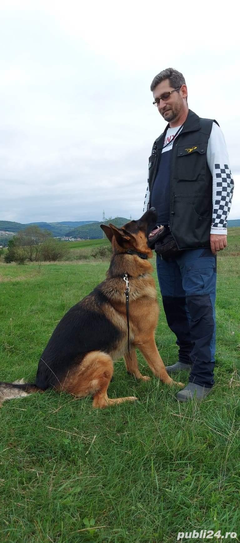 Dresaj canin profesional, deplasare la domiciliul clientului, dresaj de disciplina, dresaj de ring