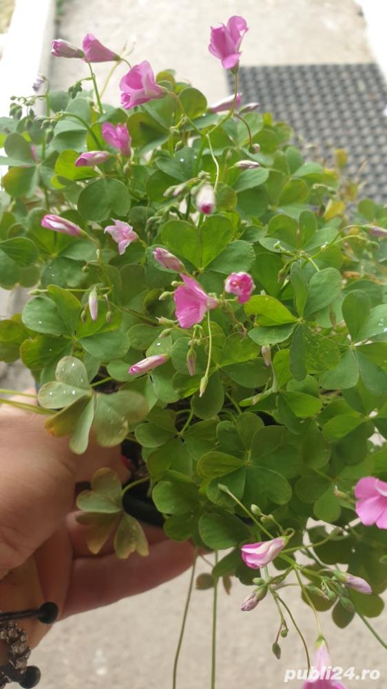 bulbi de oxalis 