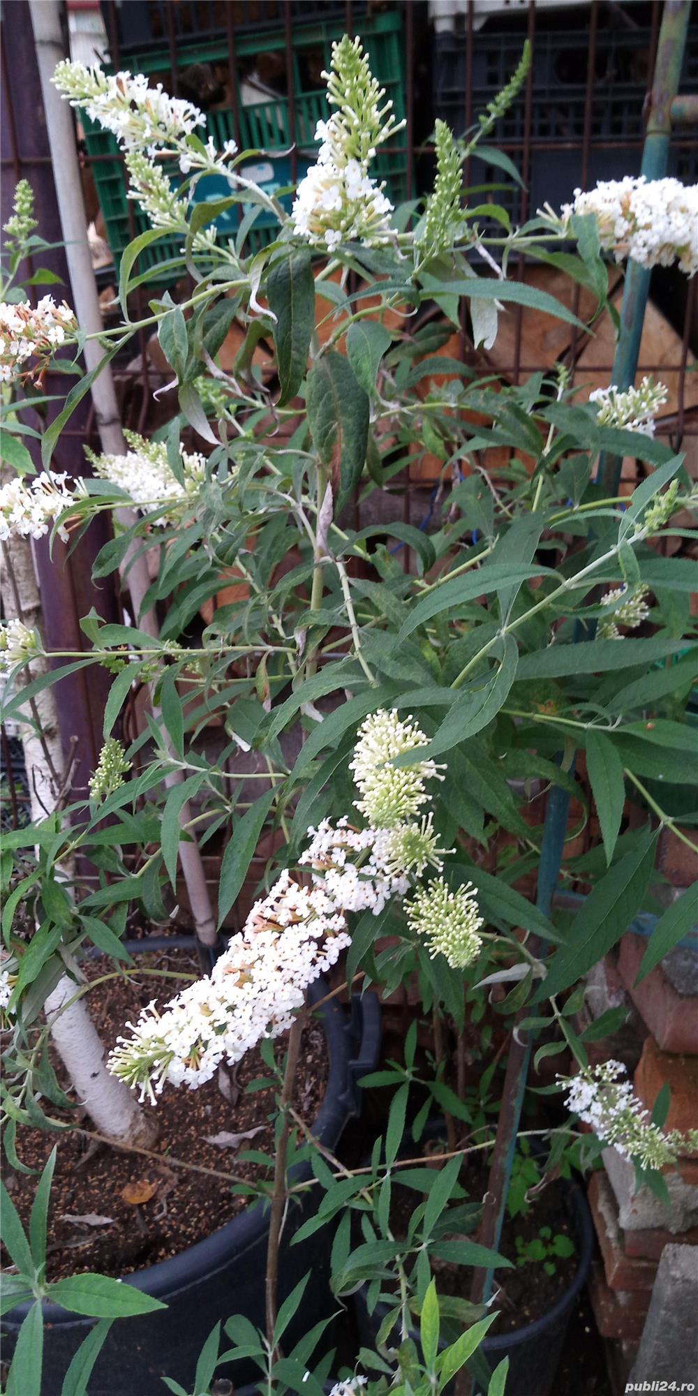 Plante de exterior :smochini pe rod,goji,smeurra si multe alte plantea,leandri,hibiscus de exterior.