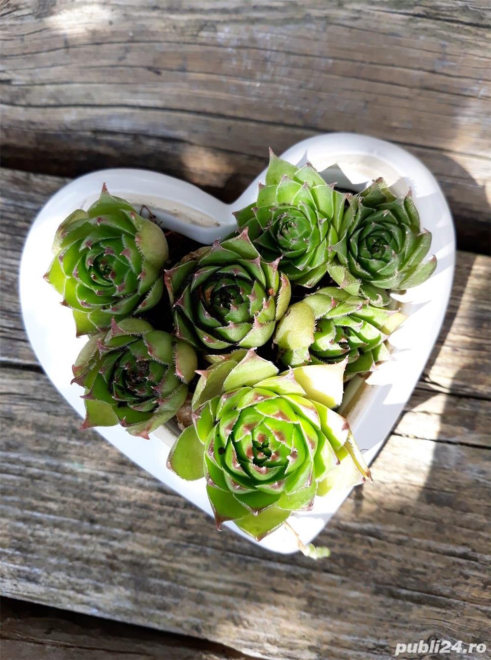 Sempervivum - suculente