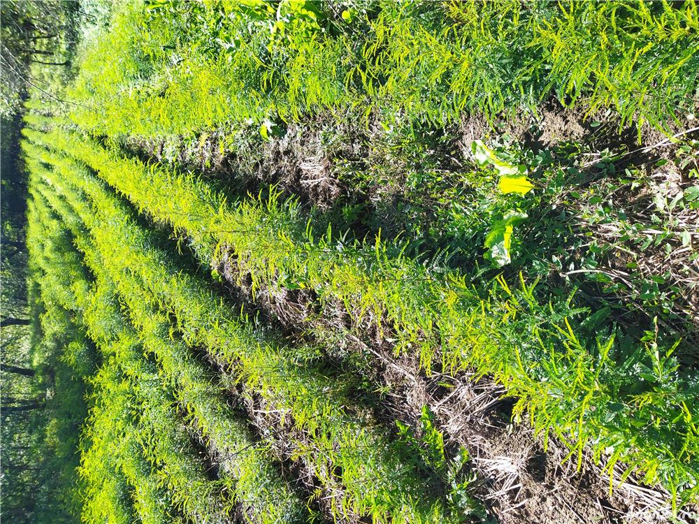 Puieți gladiță (roșcove) anul 1, pentru gard viu