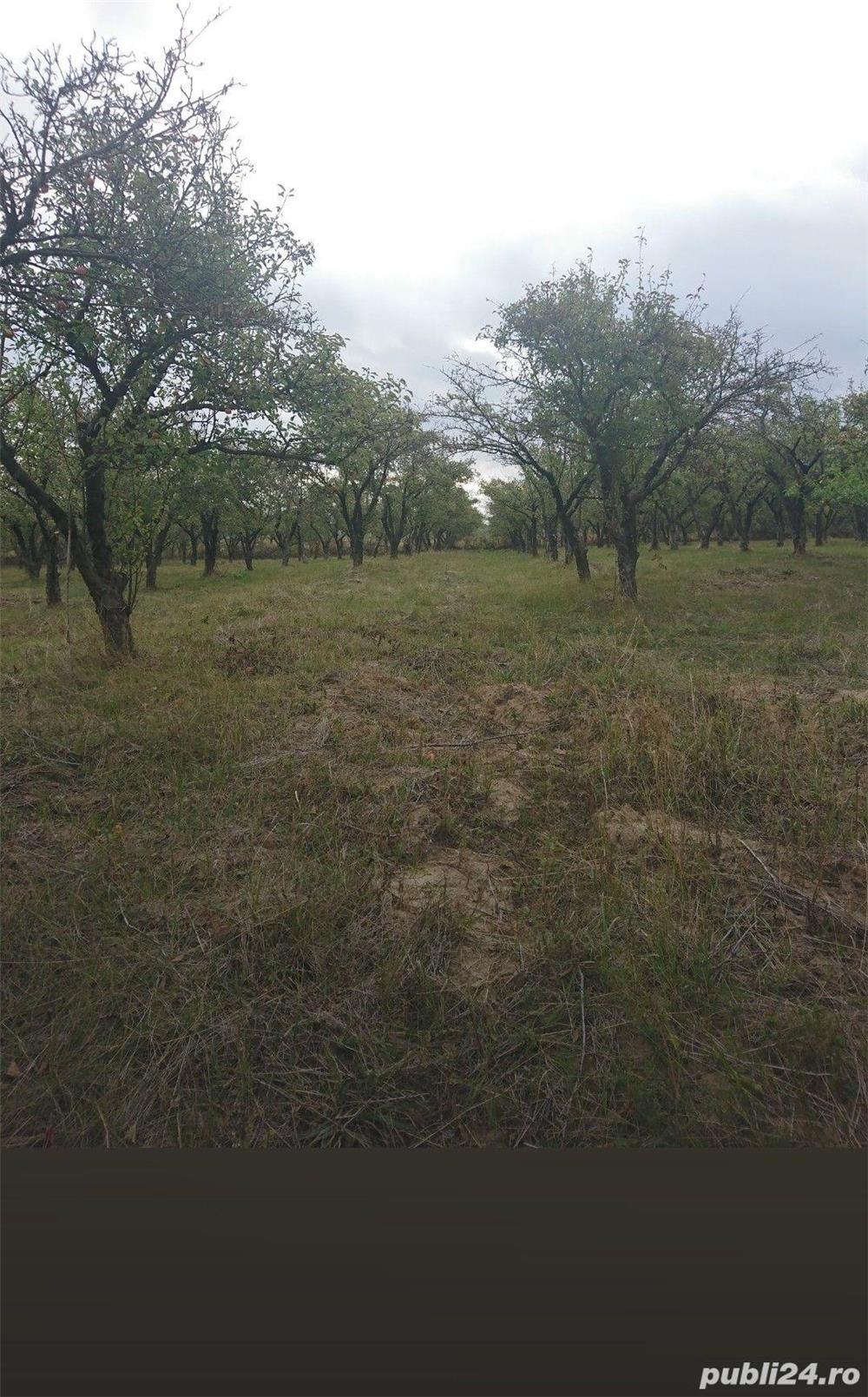 Vind teren cu livada meri