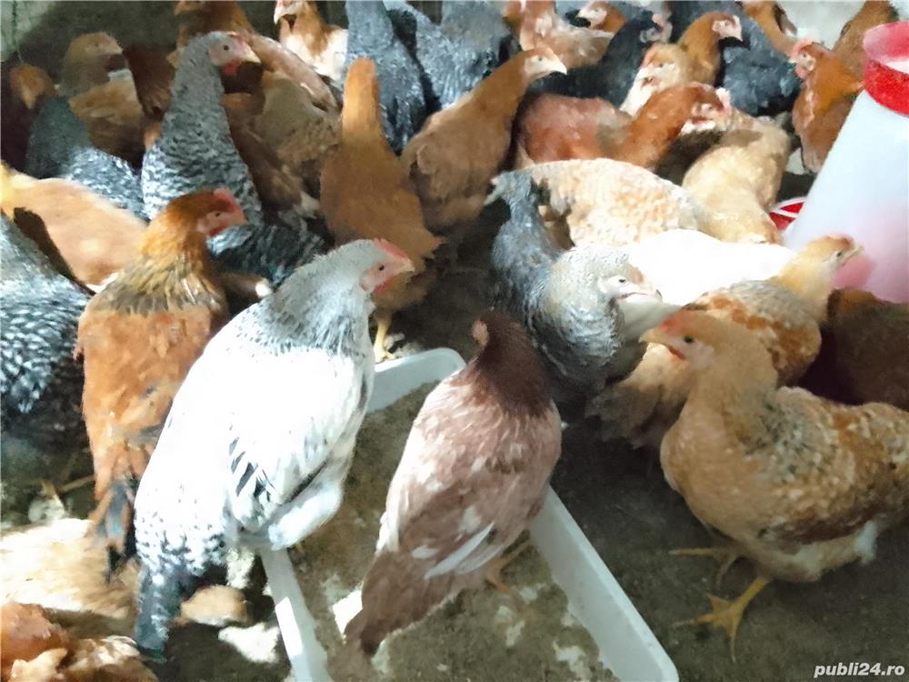 Vănd puicuțe ouătoare și mixte 