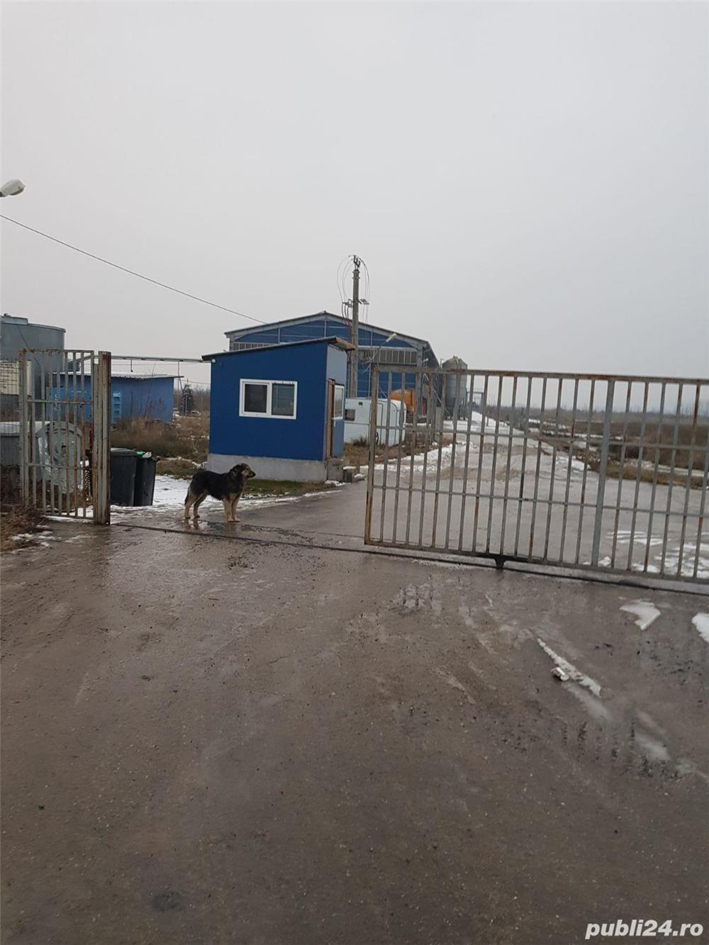 Inchiriez FNC si 2 Silozuri 2000 to