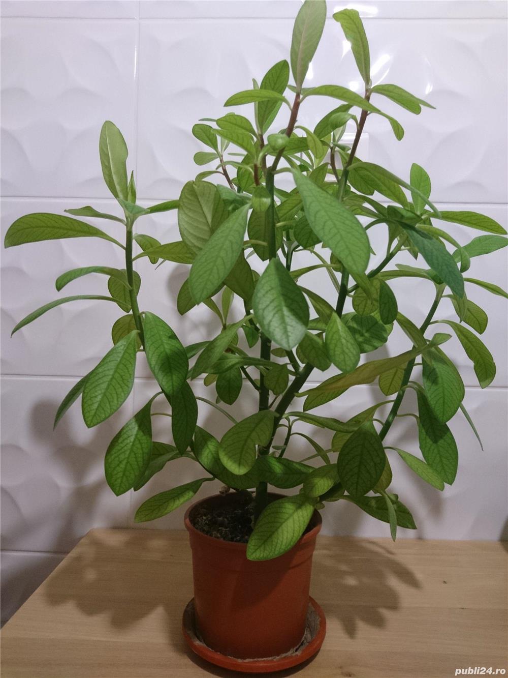 Planta verde-  Arbore de cauciuc