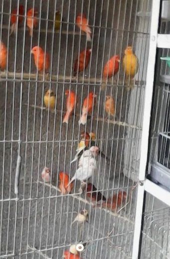 Vand canari culoare, gloster Vand canari culoare, gloster