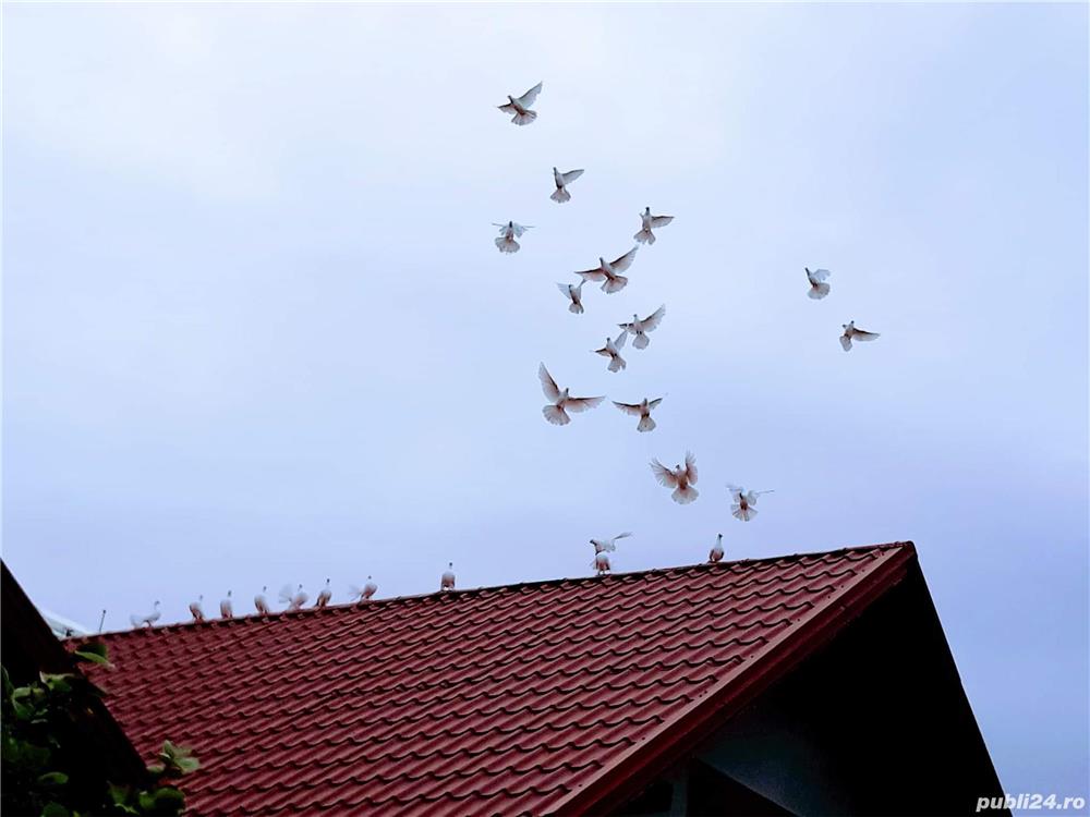  ASTĂZI-SUPER OFERTA!!!Porumbei alb imaculat,voltati,rotați,de nuntă,superbi,tineret!SUPER OFERTA!