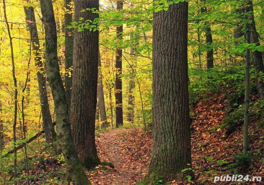 Pădure Breaza județul Buzău 