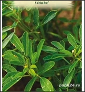 Seminte de Schinduf -  Trigonella foenum graecum - plic 1.5grame