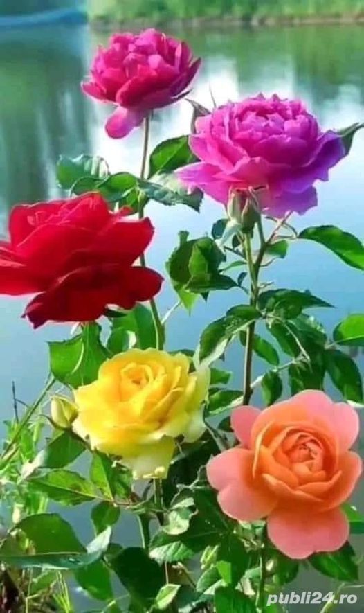 Servicii contabilitate