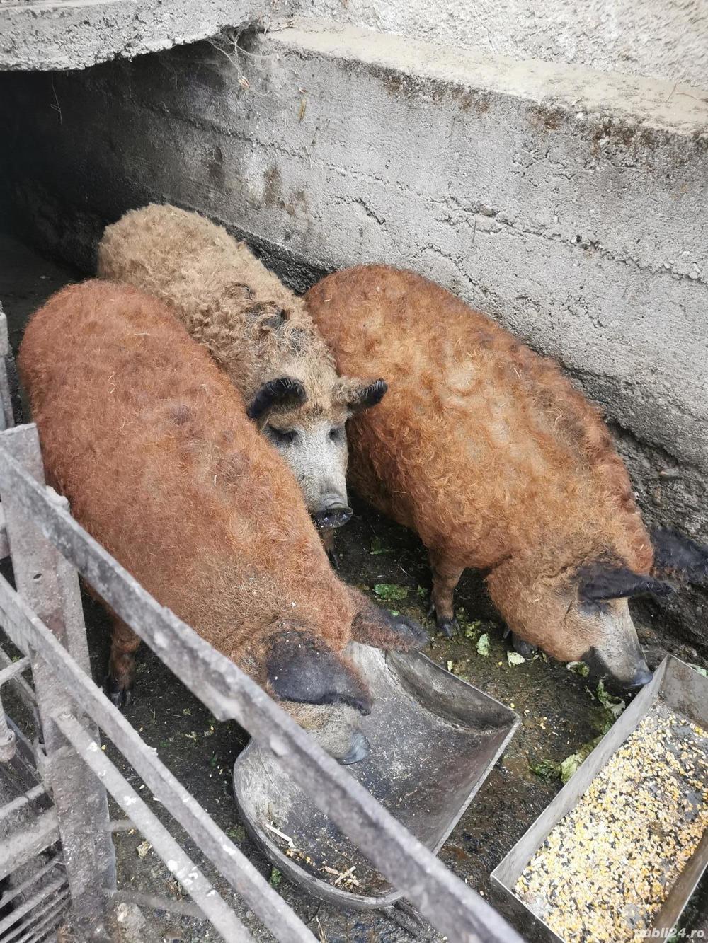 Porc rasa pura Mangalița  SACRIFIC  LA CERERE