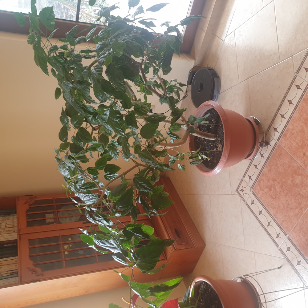 Vind trandafir japonez 