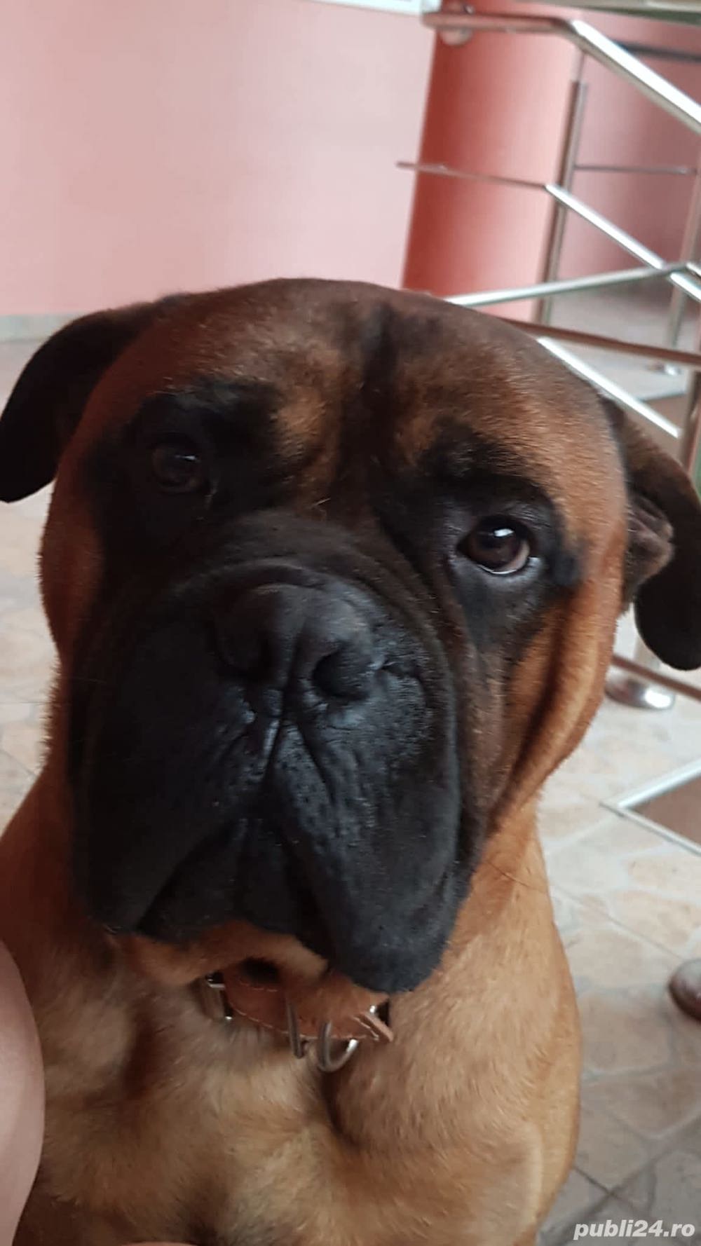 Bullmastiff mascul pentru monta - Timisoara
