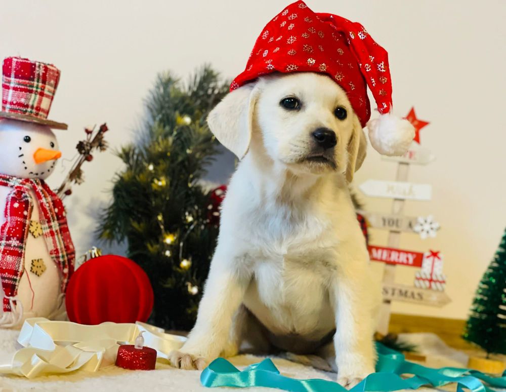 Cel mai potrivit cățel 