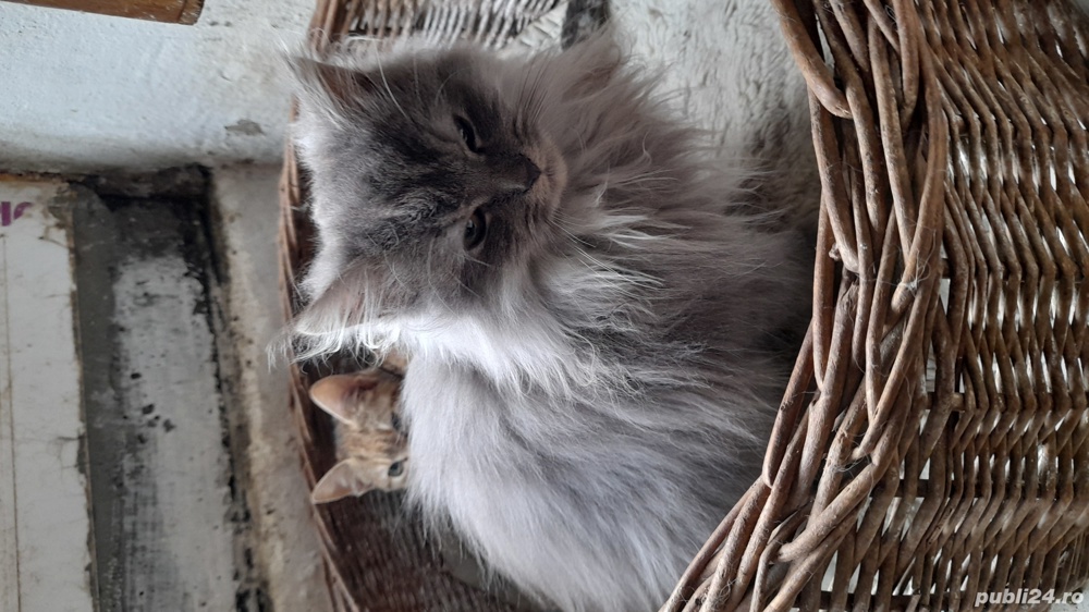 Pui pisica persan si pui metisti toate culorile Pui pisica persan si pui metisti toate culorile