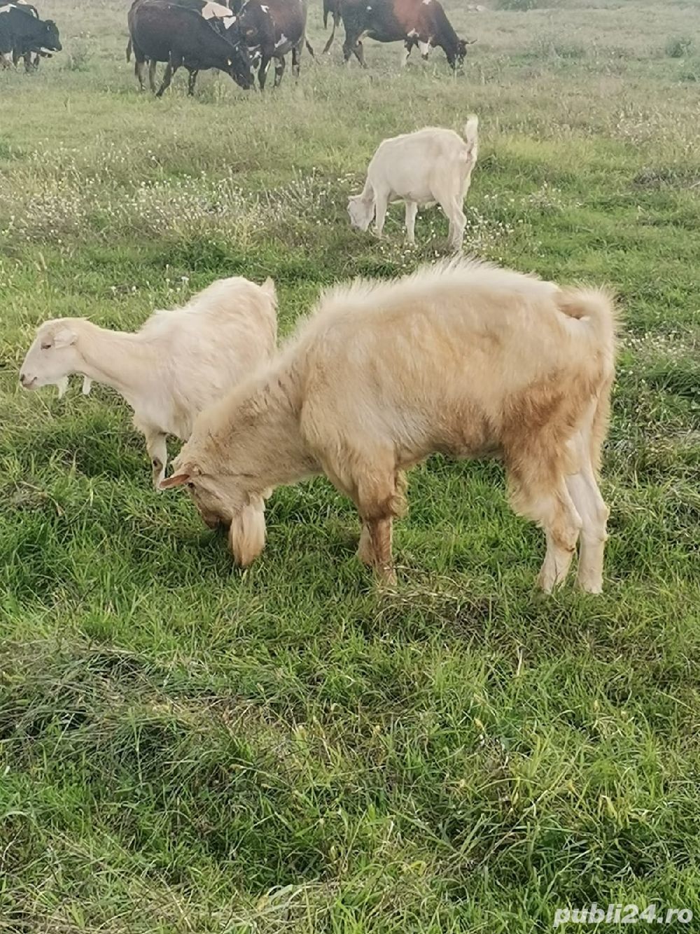 Capre selecționate Zanne și Metis