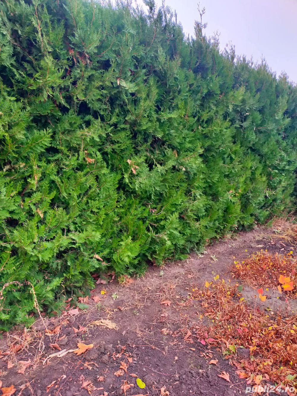 Vind tuia,buxus,trandafiri,platani,tei,mesteacan