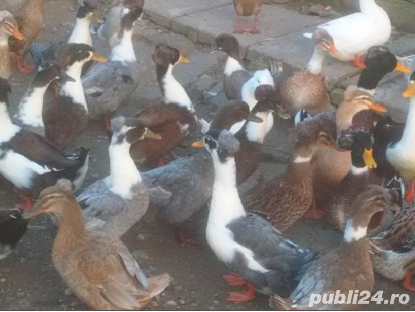 rate motate .trimit oua in tara,,de la rate cu mot oua pentru incubat.