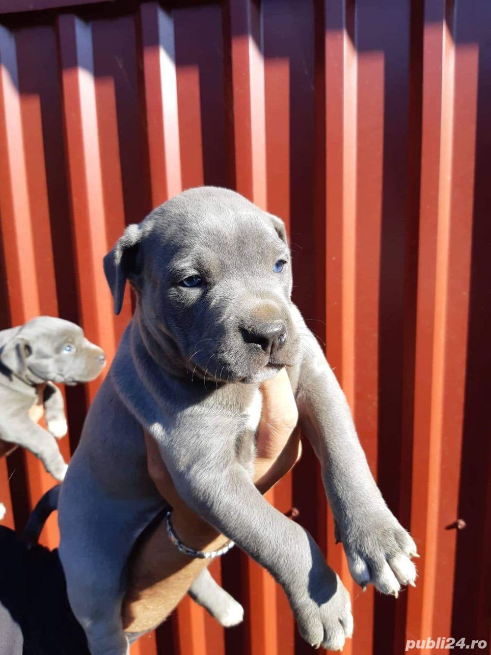 Vand amstaff/amstaf blue(albastru,gri)