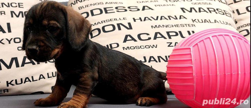 Profita acum teckel tekel techel sârmos 