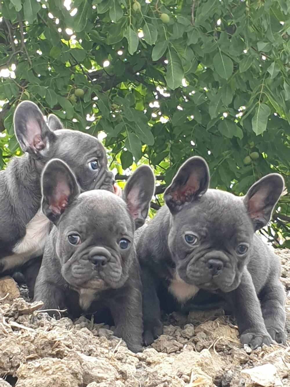 Vand bulldog/buldog francez blue(albastru)gri,femele si masculi!!