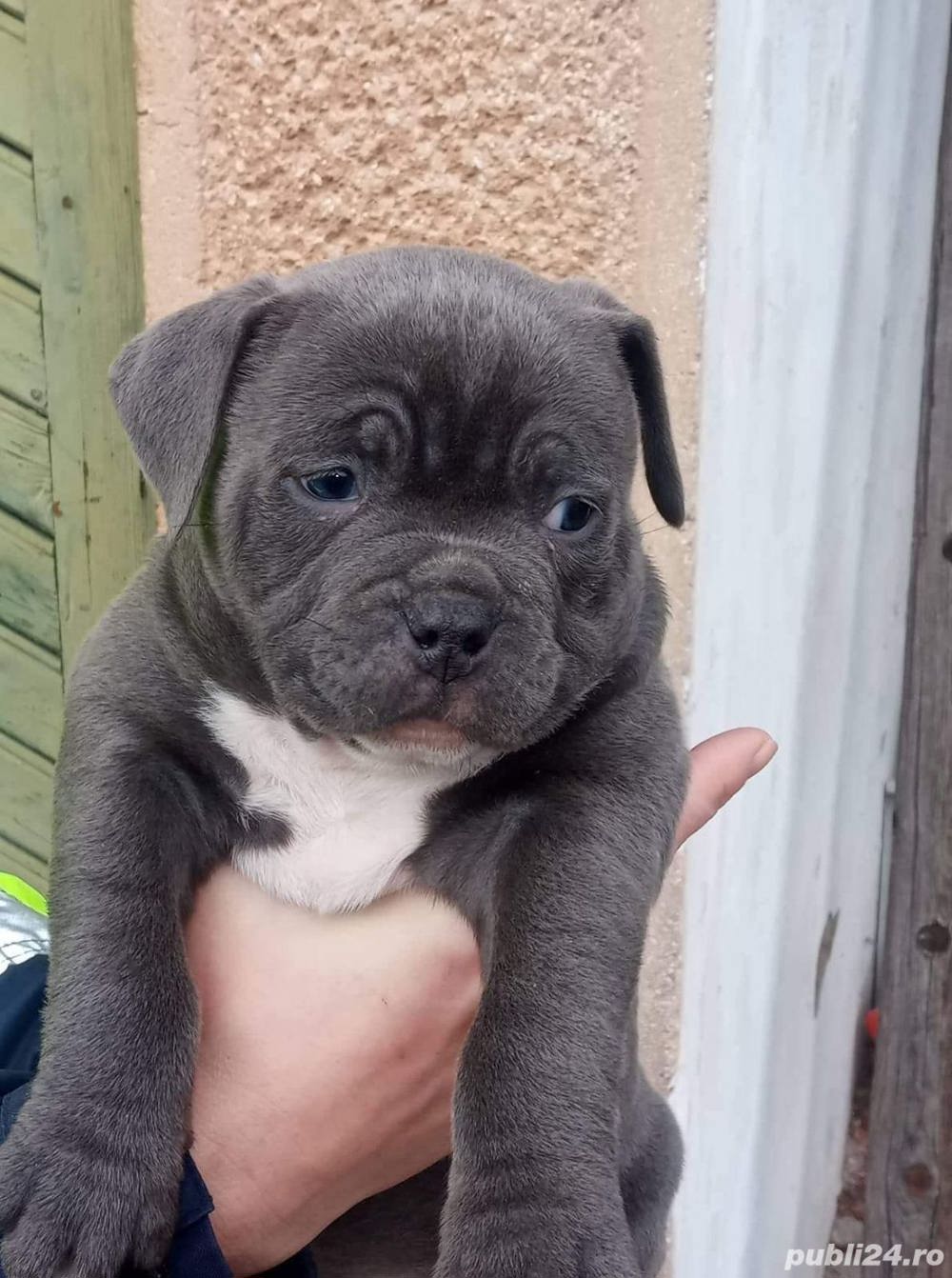 Vand american bully Vand american bully