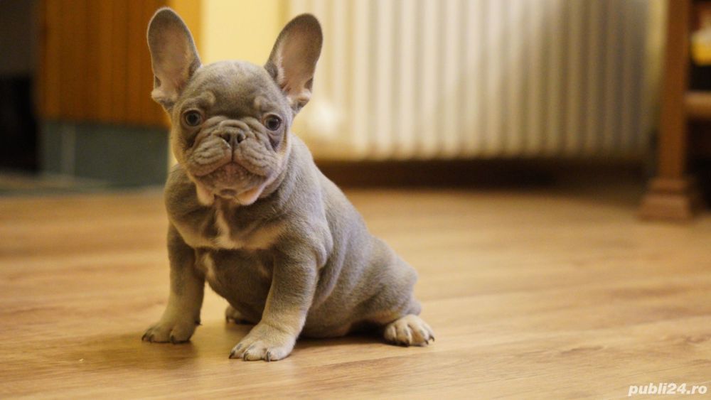 Pui bulldog/buldog francez merle si lilac