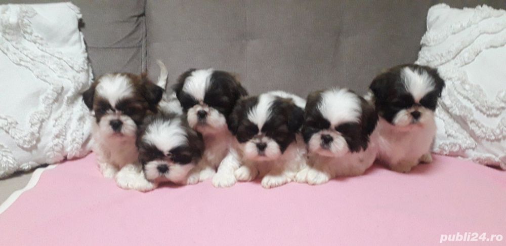 shih tzu shih-tzu shih tzu shih-tzu