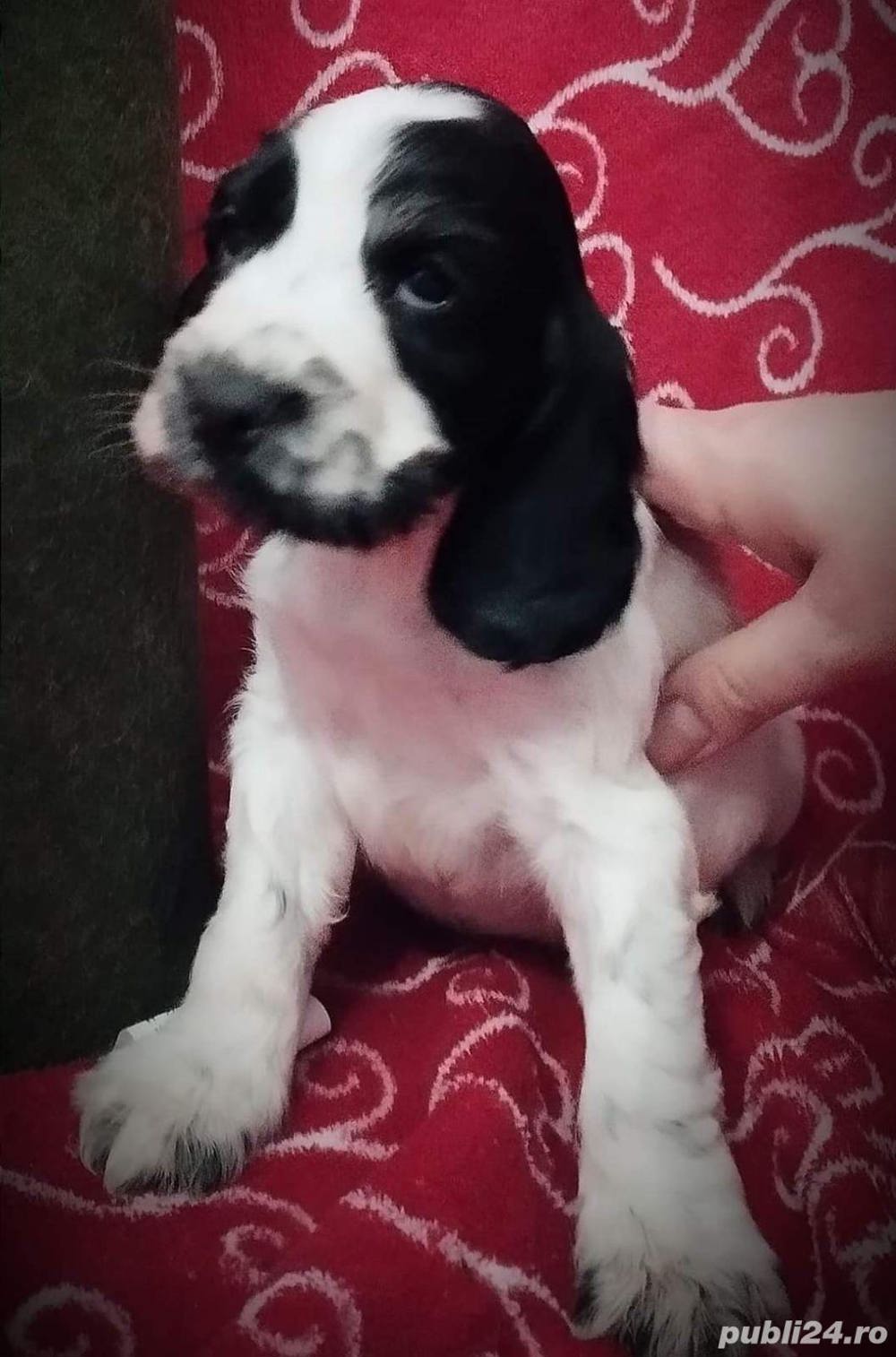 Vand cocker coker  Vand cocker coker