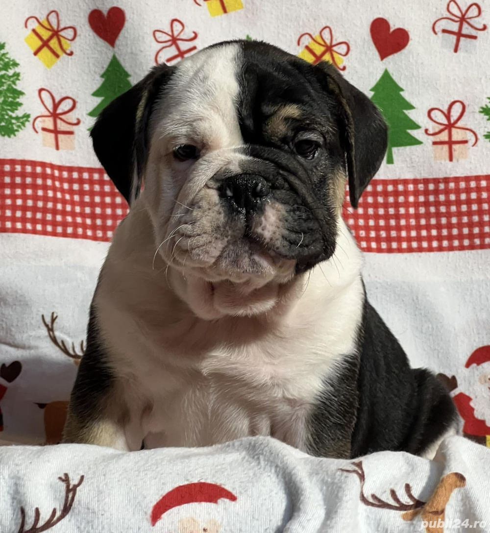 Pui bulldog buldog englez Pui bulldog buldog englez