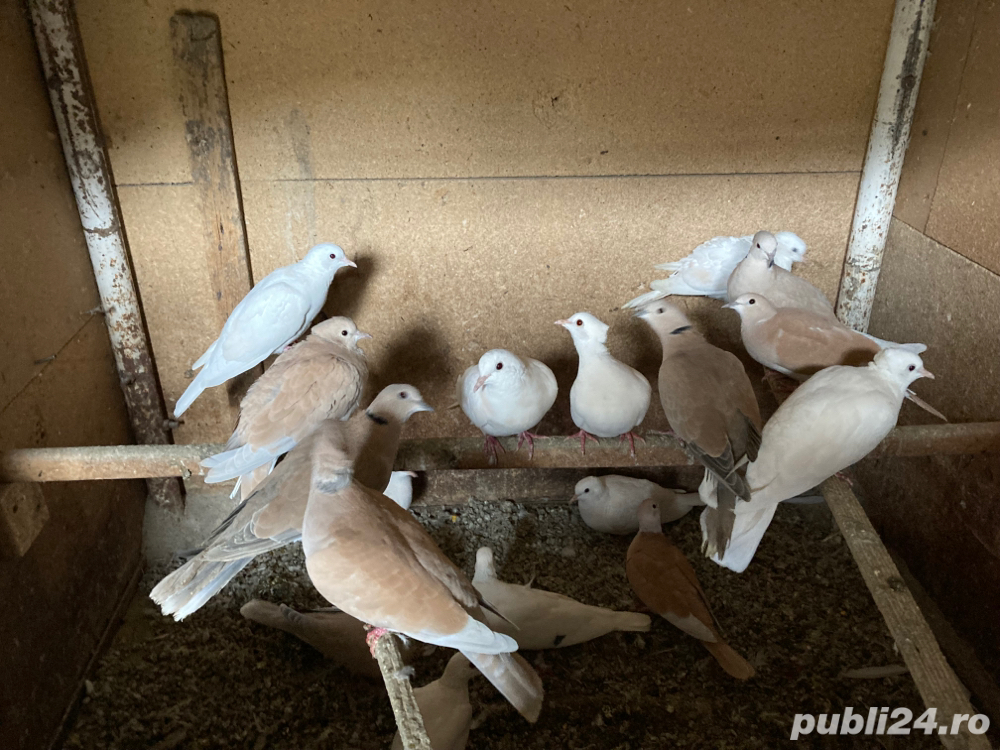 Vand turturele cucuruz