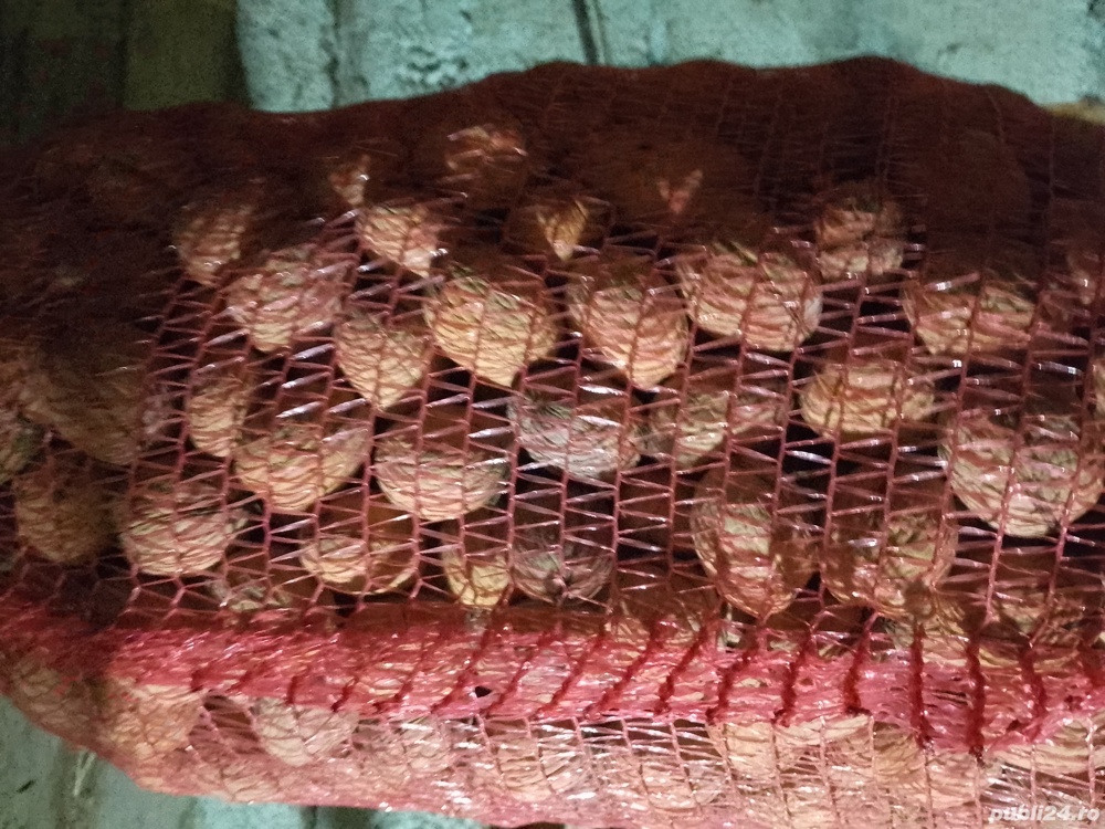 Nuci de anul acesta in coajă 