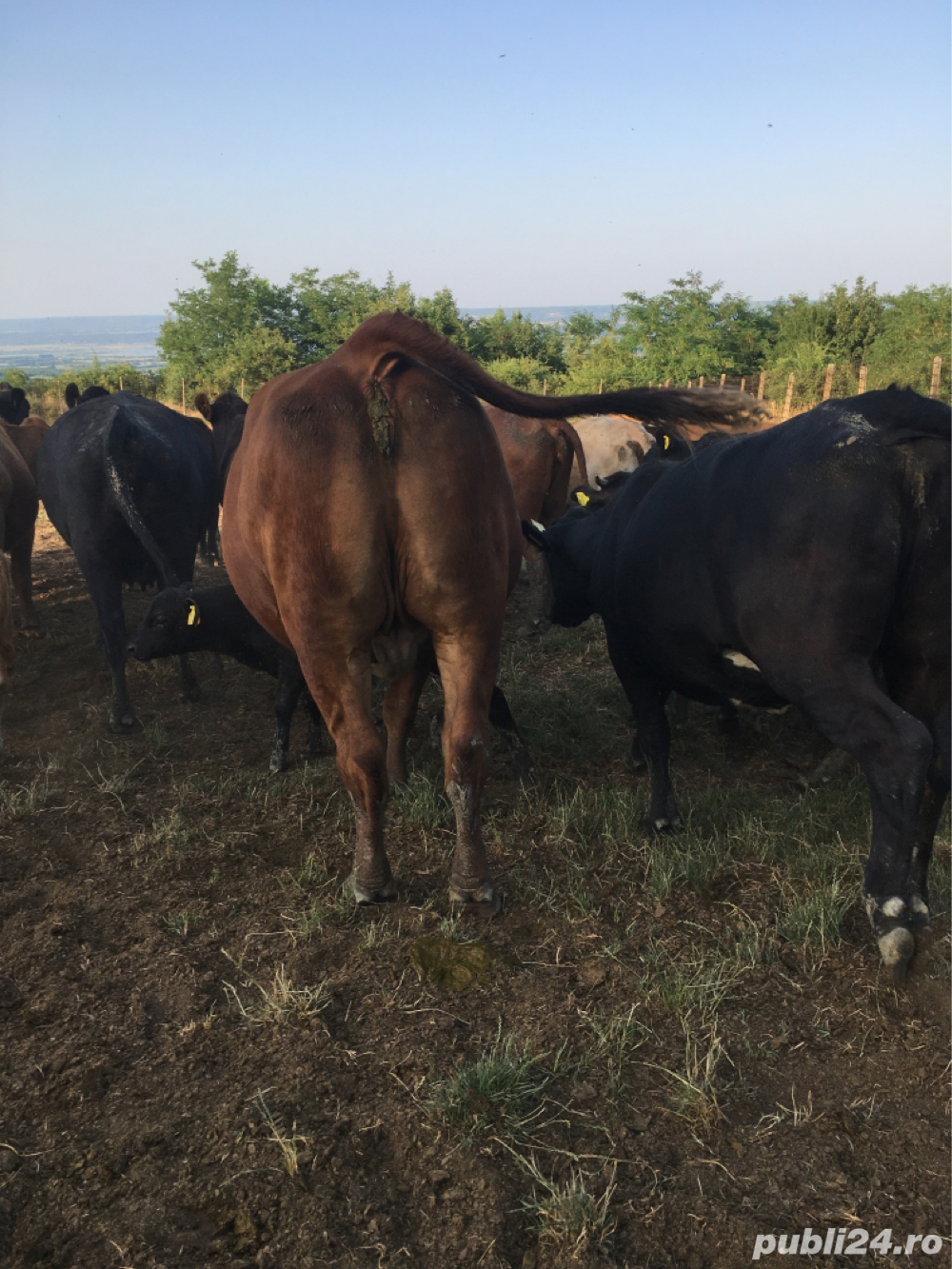 bovine animale angus bovine animale angus