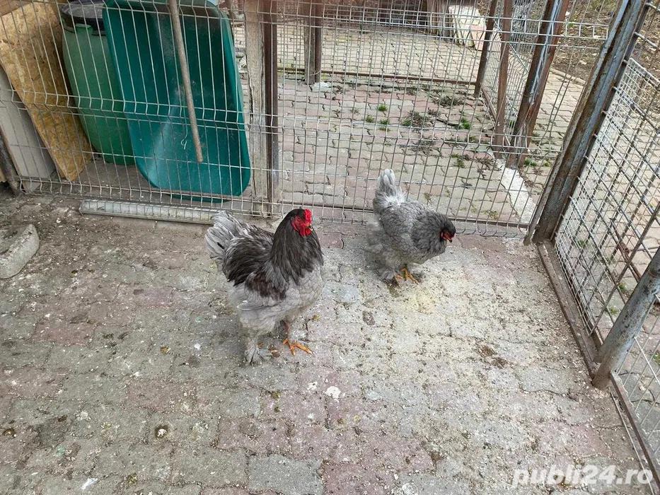 Vand Brahma albastru